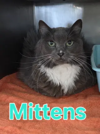 Mittens