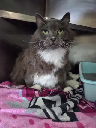 Mittens