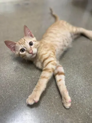 Waldorf