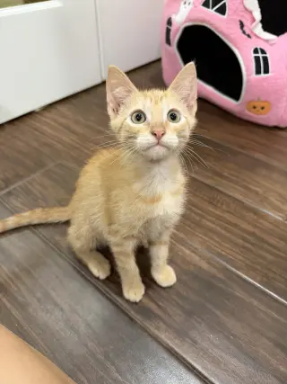 Waldorf