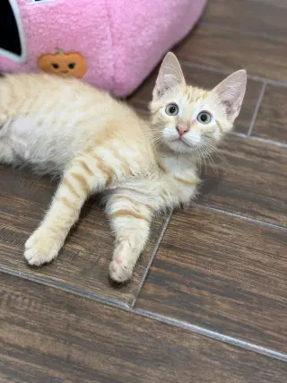Waldorf