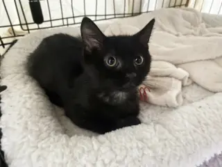Little Squirt