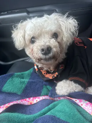 Buffy