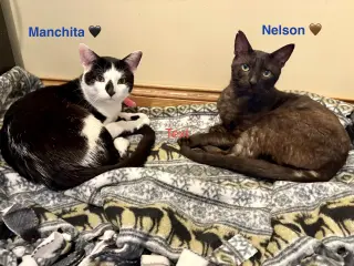 Nelson