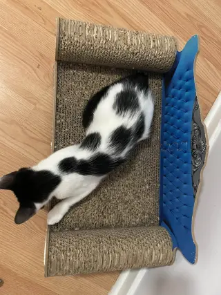 Kevin