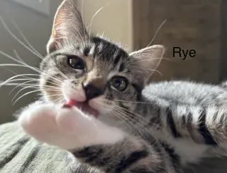 Rye