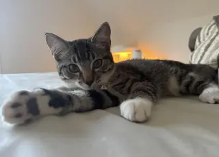Rye