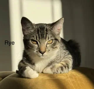 Rye