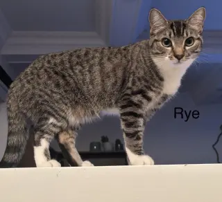 Rye