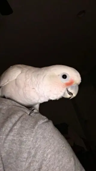 Lucy