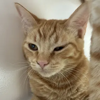Satsuma