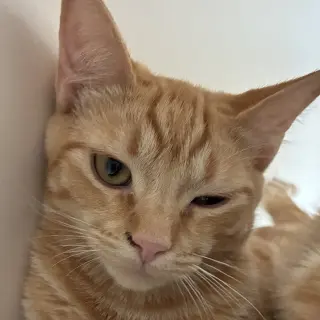 Satsuma