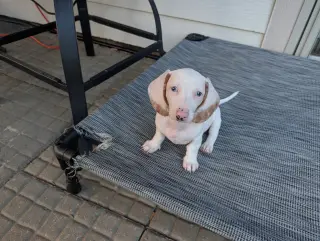 Tater