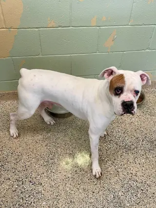 Tyson XII