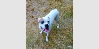 Tyson XII