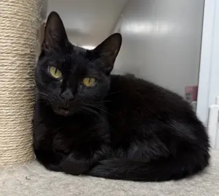 Black Pearl