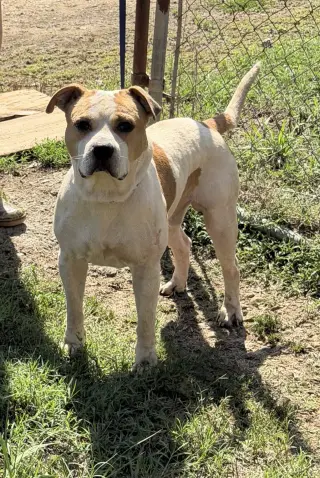 Jax