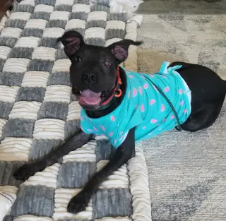 Jett