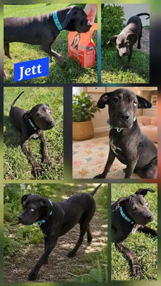 Jett