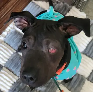 Jett