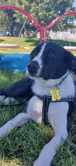 Gil