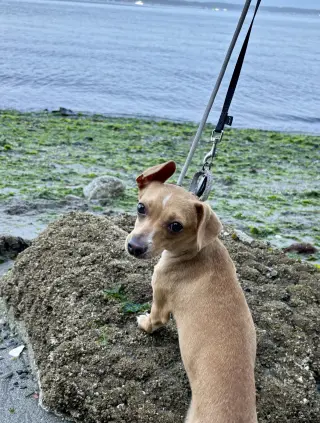 Raya