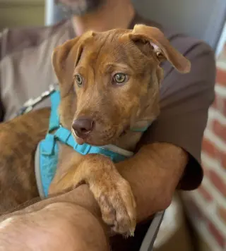 Gus