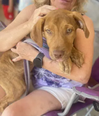 Gus