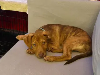 Gus
