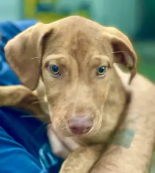Gus