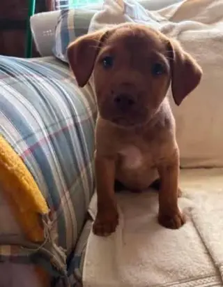 Gus