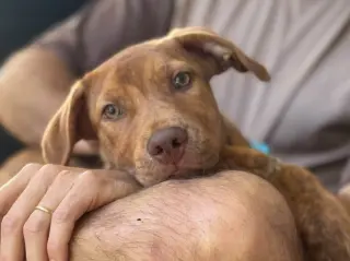 Gus