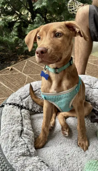 Gus