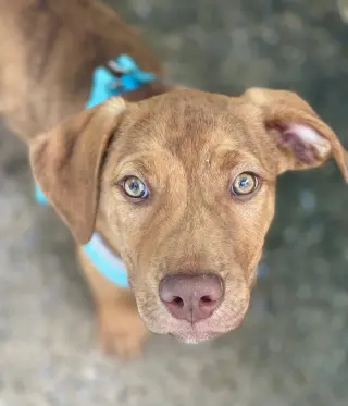 Gus