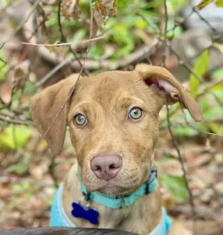 Gus