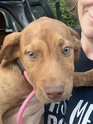 Gus