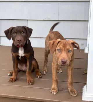 Gus