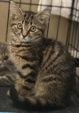 Koda