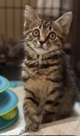 Koda