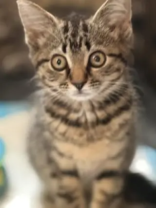 Koda