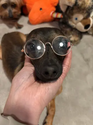 Cooper