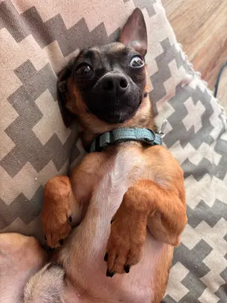 Cooper