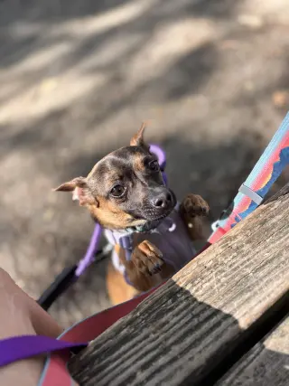 Cooper