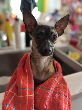 Cooper