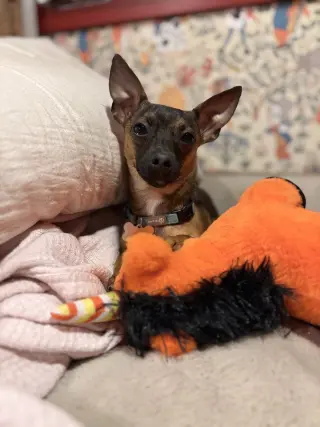 Cooper