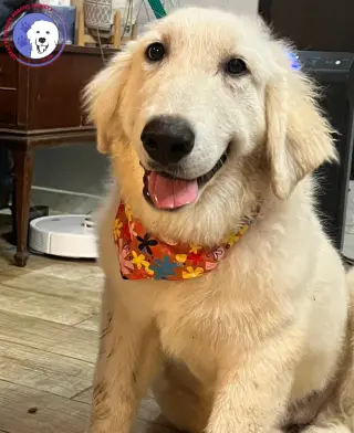Truffle
