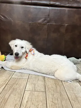 Truffle