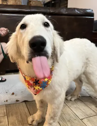 Truffle