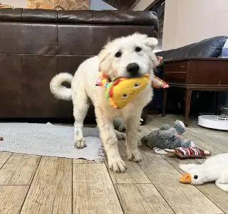 Truffle