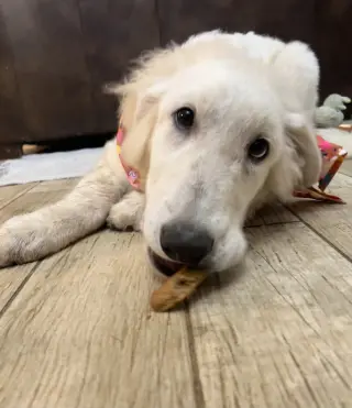 Truffle